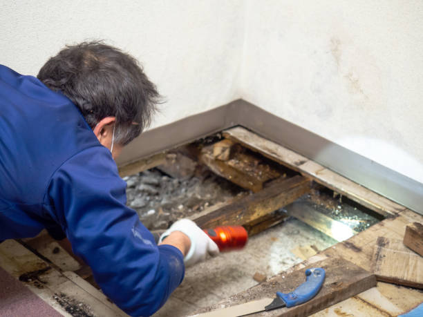 Best Post-Flood Mold Remediation in Cochran, GA