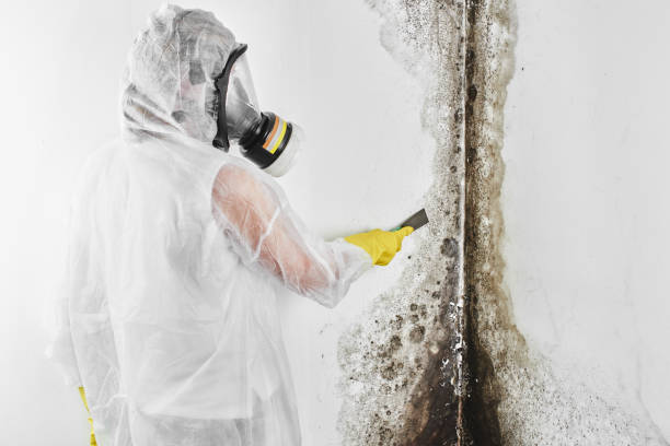 Best Commercial Mold Remediation in Cochran, GA