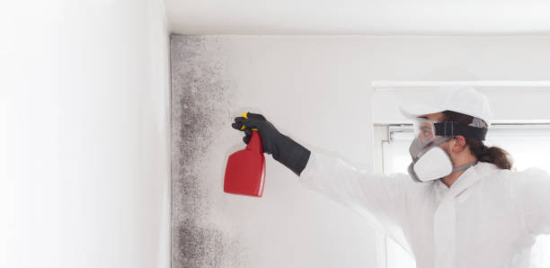 Best Black Mold Remediation in Cochran, GA