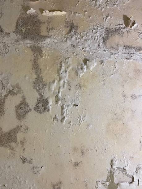Best Basement Mold Remediation in Cochran, GA