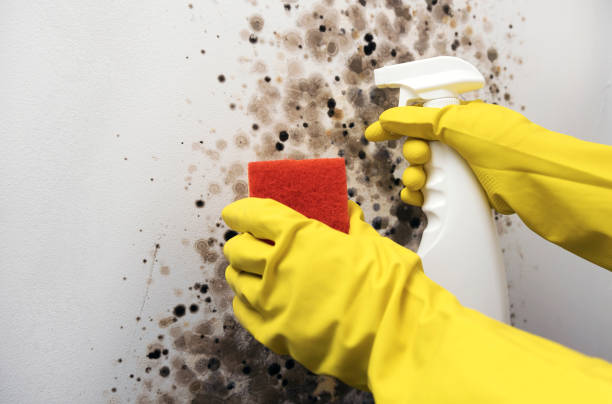 Best Crawl Space Mold Remediation in Cochran, GA