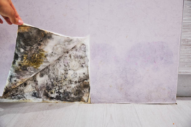 Best Commercial Mold Remediation in Cochran, GA